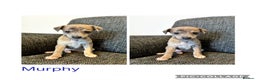 Italian Greyhound dogs for sale: Beautiful Italian Greyhounds - Advert 4