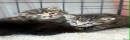 Mixed Breed cats for sale: 6 kittens mixed litter - Advert 15