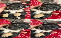 Chihuahua dogs for sale: Long Haired Applehead puppies - Advert 3