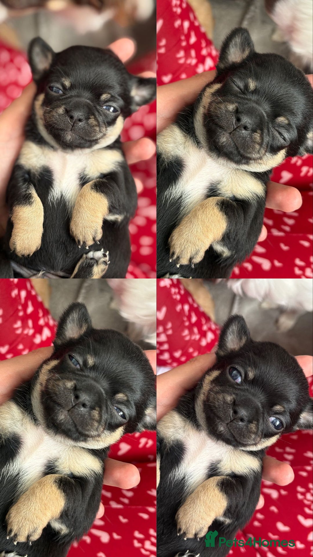 Chihuahua dogs for sale: Long Haired Applehead puppies - Advert 3