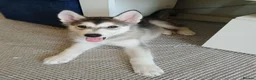 Siberian Husky dogs for sale: Stunning Siberian Husky puppies for sale - Advert 6