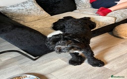 Cockapoo dogs for sale: Teddy 🐾  - Image 3