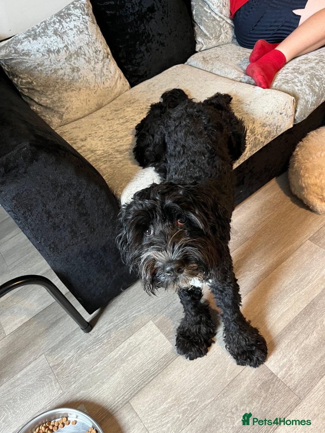 Cockapoo dogs for sale: Teddy 🐾  - Image 3