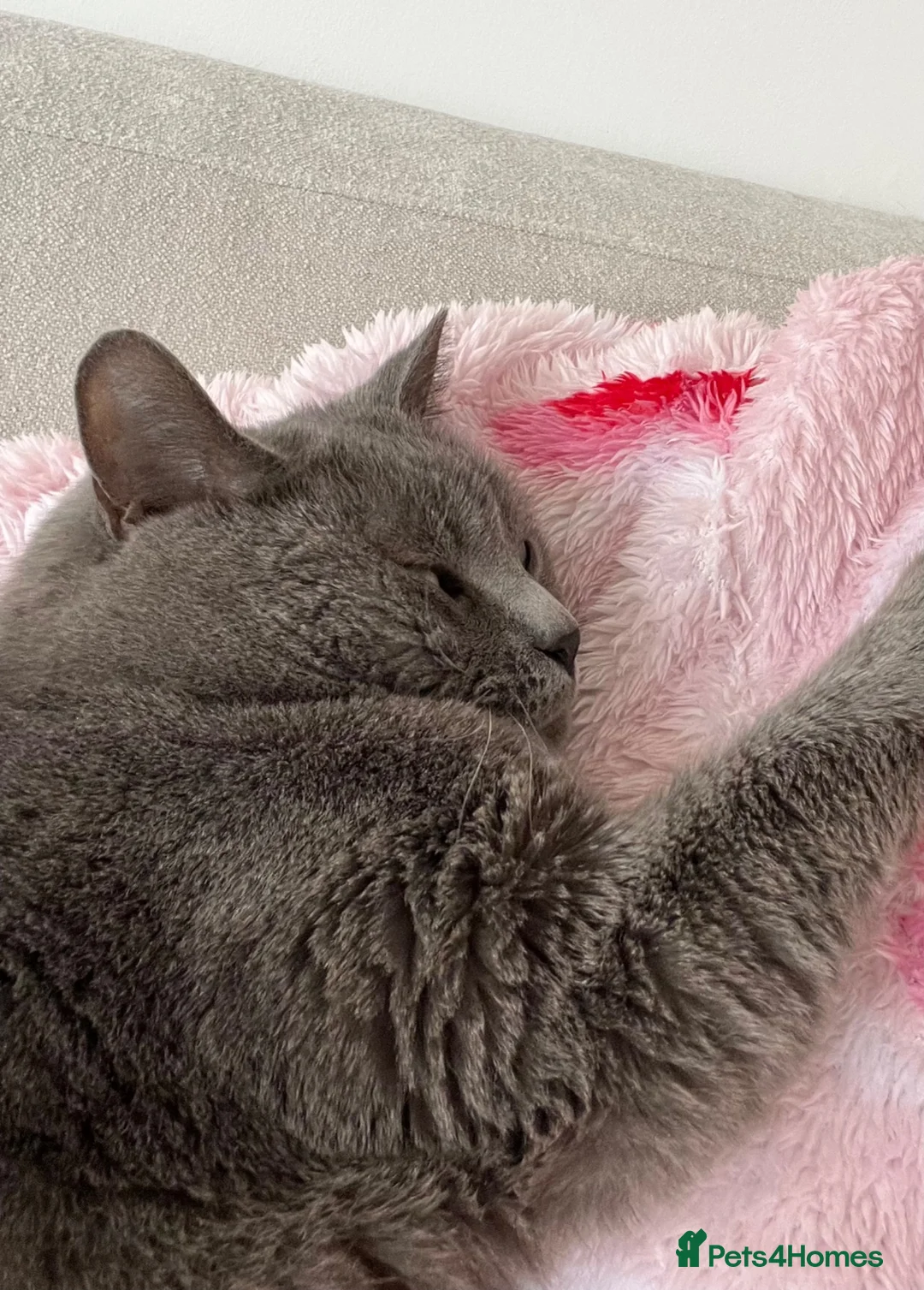 British Shorthair cats for sale: Luna - rehoming our beautiful indoor cat - Advert 2