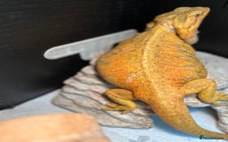Dragon reptiles for sale: Hypo trans citrus tiger leatherback bearded dragon - Image 2