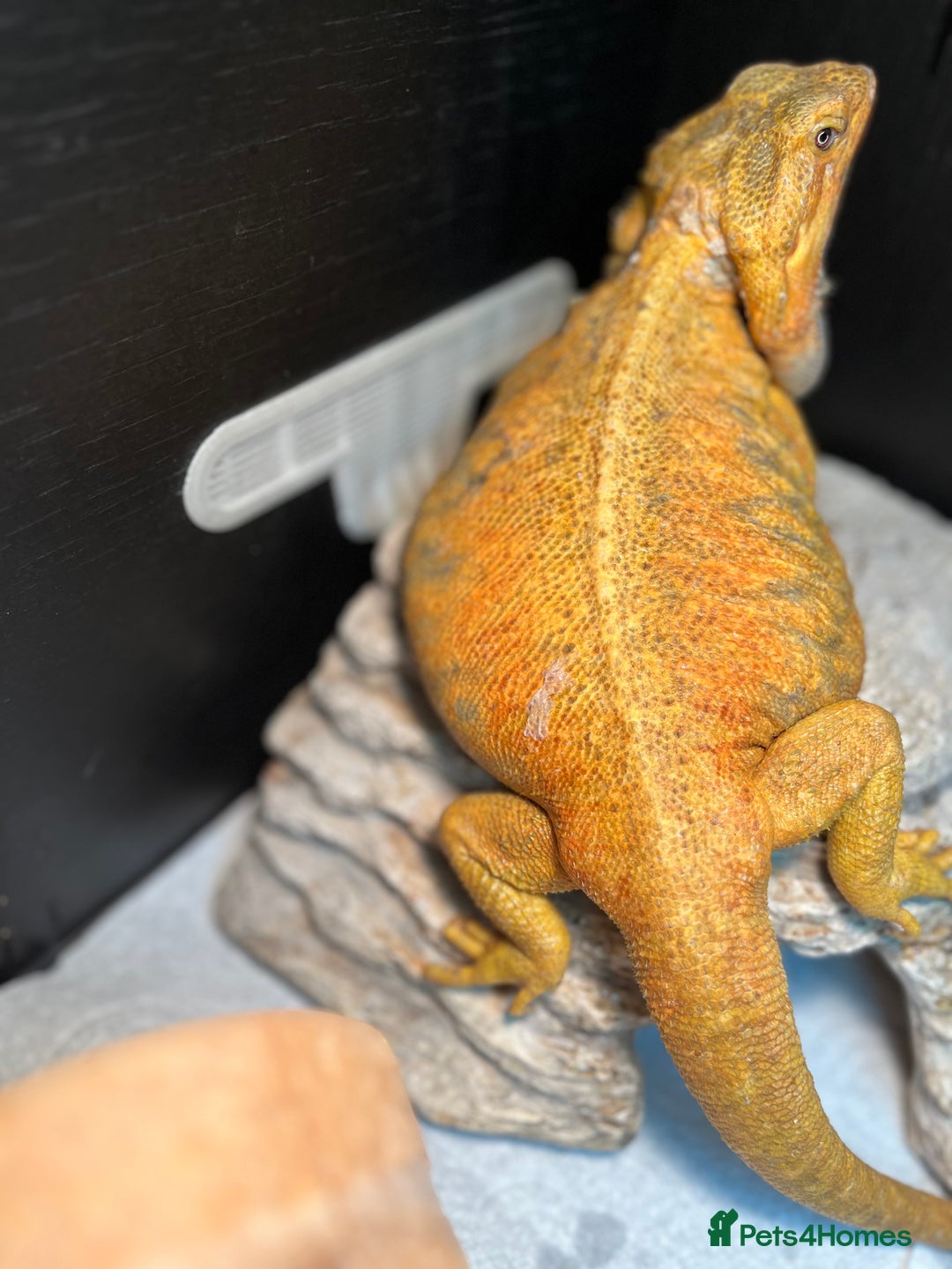 Dragon reptiles for sale: Hypo trans citrus tiger leatherback bearded dragon - Image 2