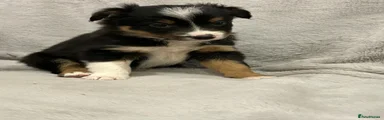 Border Collie Puppy 5