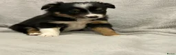 Border Collie dogs for sale: Border collie puppies  - Advert 8