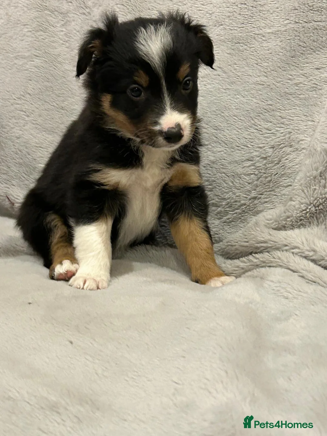 Border Collie dogs for sale: Border collie puppies  - Advert 8