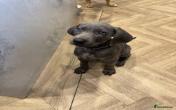 Weimaraner dogs for sale: 🐾 KC Weimaraners, ready now 🐾  - Advert 30