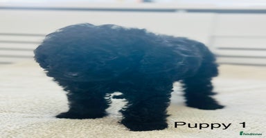 Toy Poodle dogs - Advert 15