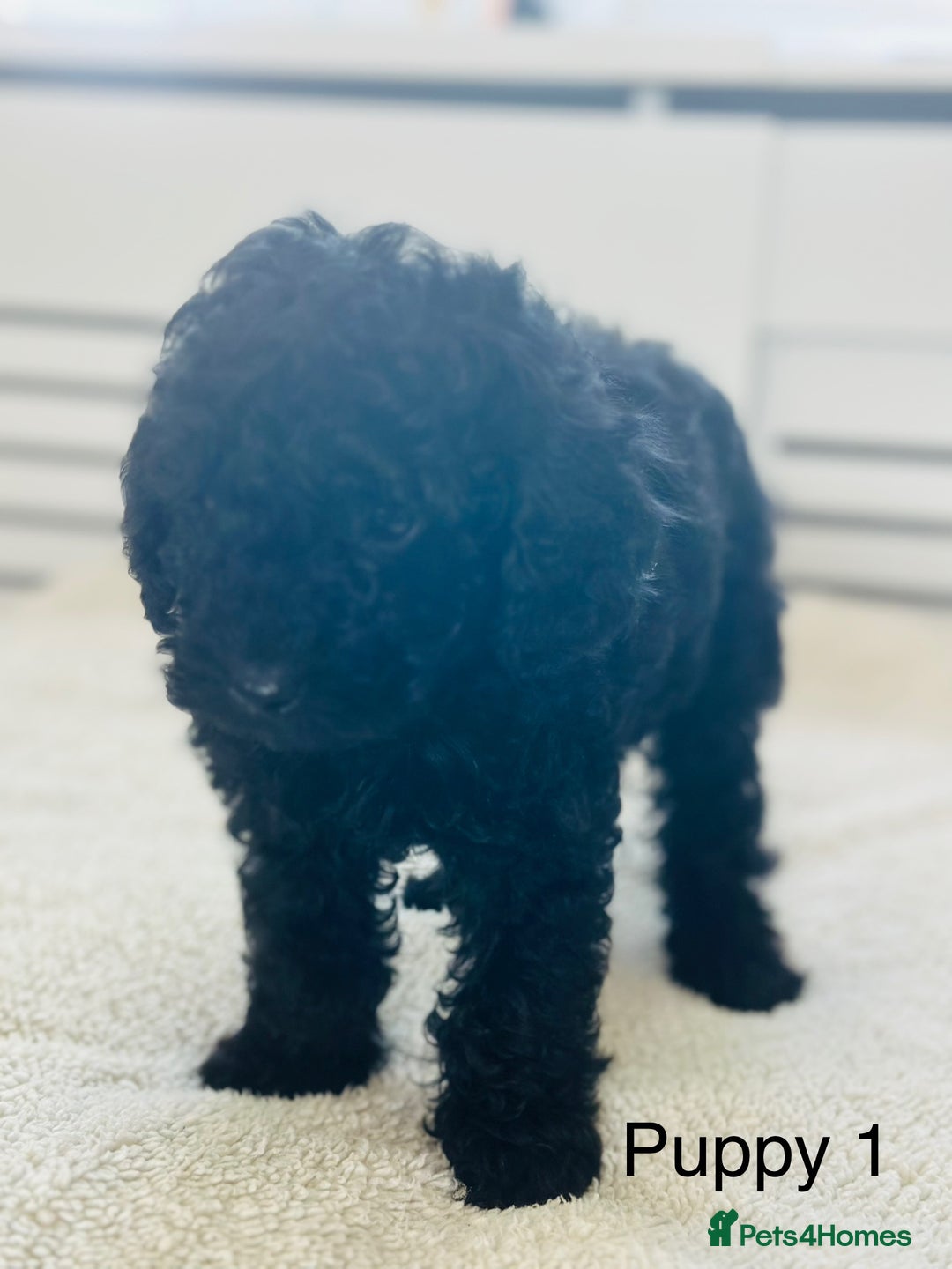 Toy Poodle dogs for sale: Pure Black Toy Poodles Puppies £700  - Image 2