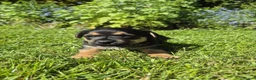Jack Russell dogs for sale: Jack Russell puppies  - Advert 9