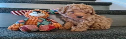Mixed Breed dogs for sale: Absolutely stunning F1 poodle pups - Advert 6