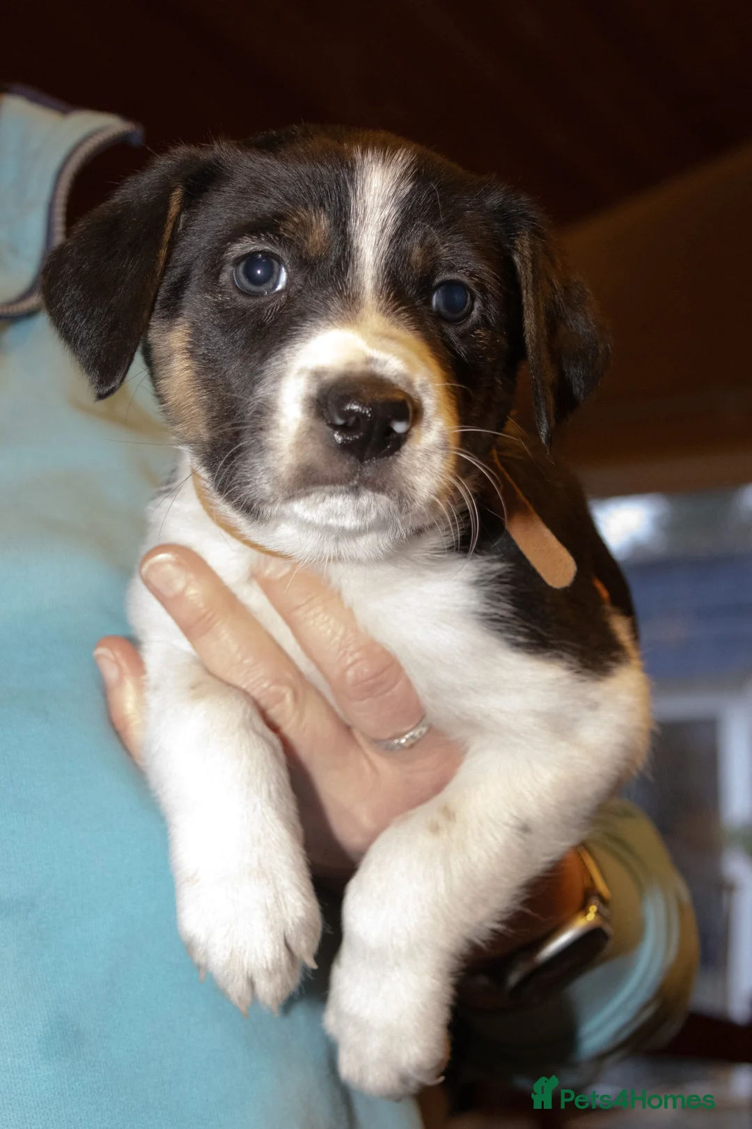 Welsh Collie dogs for sale: Beautiful Welsh Collie Sheepdog Puppies for Sale - Advert 6