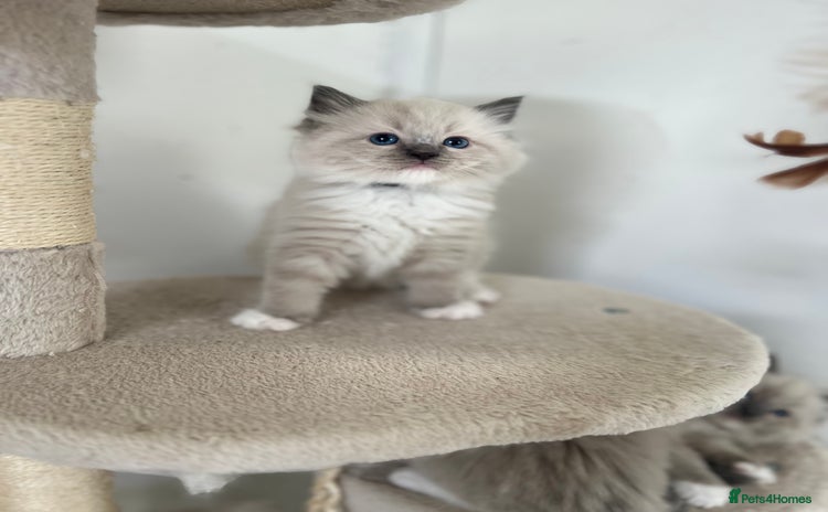 Ragdoll cats - Advert 6