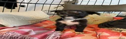 Mixed Breed dogs for sale: Collie cross puppies  - Advert 9
