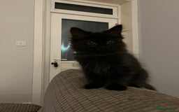 Mixed Breed cats for sale: Last of litter looking for a home - Image 2