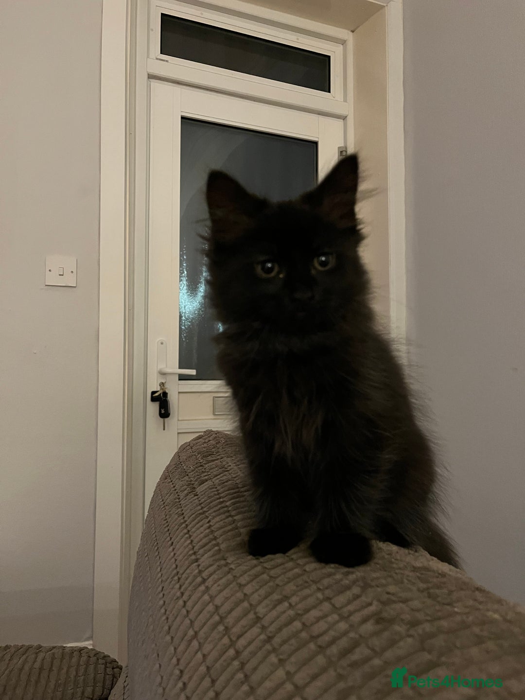 Mixed Breed cats for sale: Last of litter looking for a home - Image 2