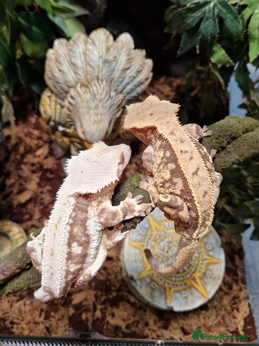 Gecko reptiles for sale: Breeding pair of crested geckos with set up - Advert 3