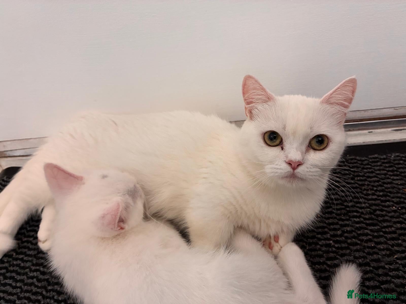 Munchkin cats for sale: Munchkin female  - Advert 2