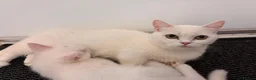 Munchkin cats for sale: 😻❤️ Marshmallow “Baby” ❤️🥰 - Advert 19