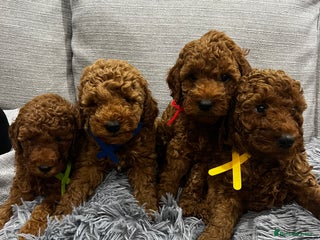 Labradoodle dogs for sale: Miniature Labradoodle - Advert 1