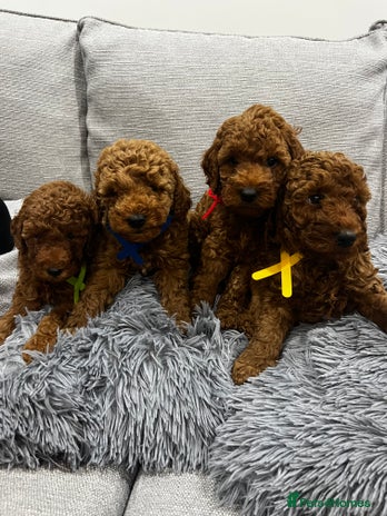 Labradoodle dogs Miniature Labradoodle - Advert 1