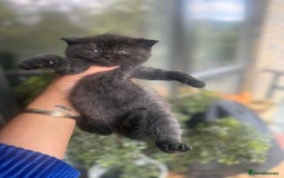 British Shorthair cats for sale: British rainbow shorthair kittens - Image 13