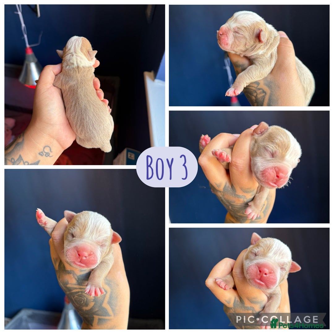 Olde English Bulldogge dogs for sale: Olde English bulldogs - Image 8