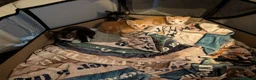 Mixed Breed cats for sale: Gorgeous female Kittens for sale - Advert 10