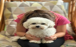 Bichon Frise dogs for sale: Bichon puppies  - Image 1