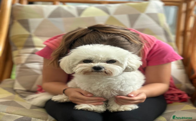 Bichon Frise dogs - Advert 2