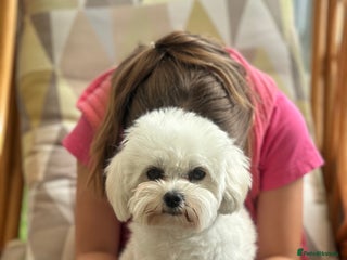 Bichon Frise dogs for sale - Advert 1