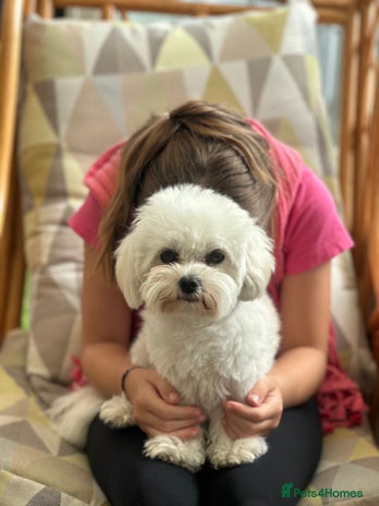 Bichon Frise dogs - Advert 1