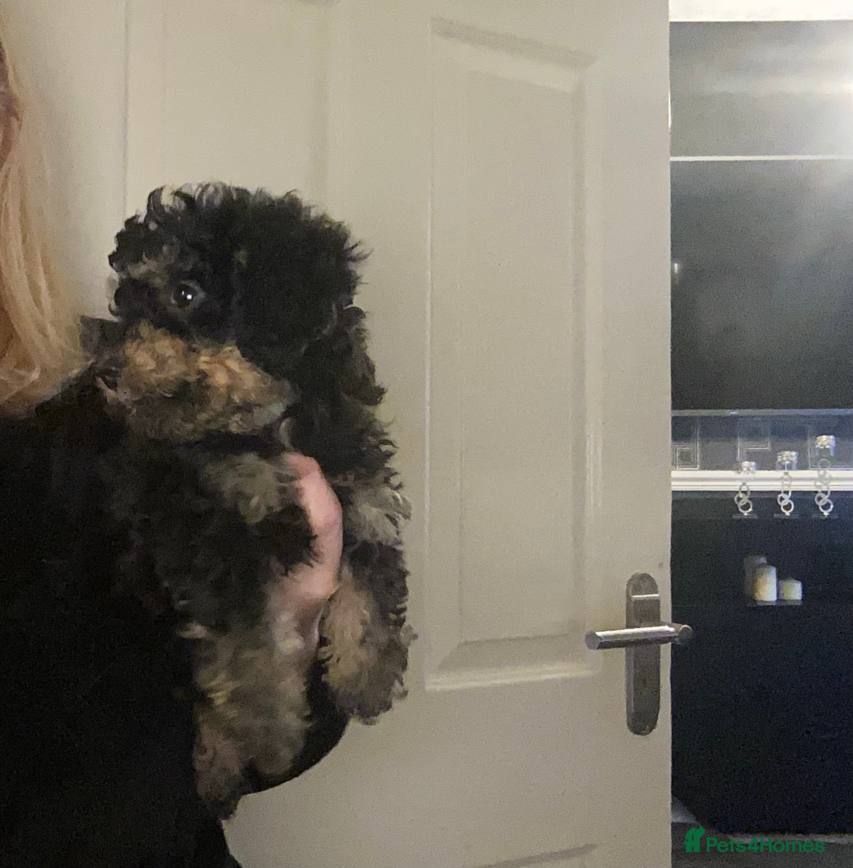 Doxiepoo dogs Beautiful toy poodle phantom rare colour 3/4 pups - Advert 16