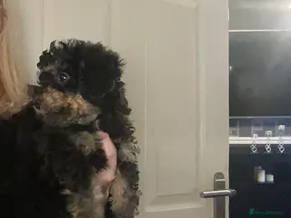 Doxiepoo dogs Beautiful toy poodle phantom rare colour 3/4 pups - Advert 16