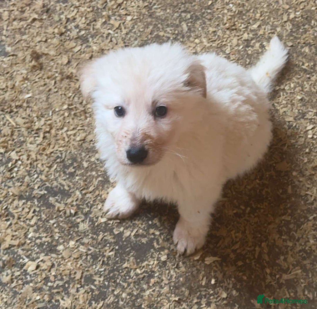 German Shepherd dogs for sale: German Shepherd puppies  - Advert 8