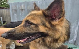 German Shepherd dogs for stud: Kaizer available for Stud - Image 5