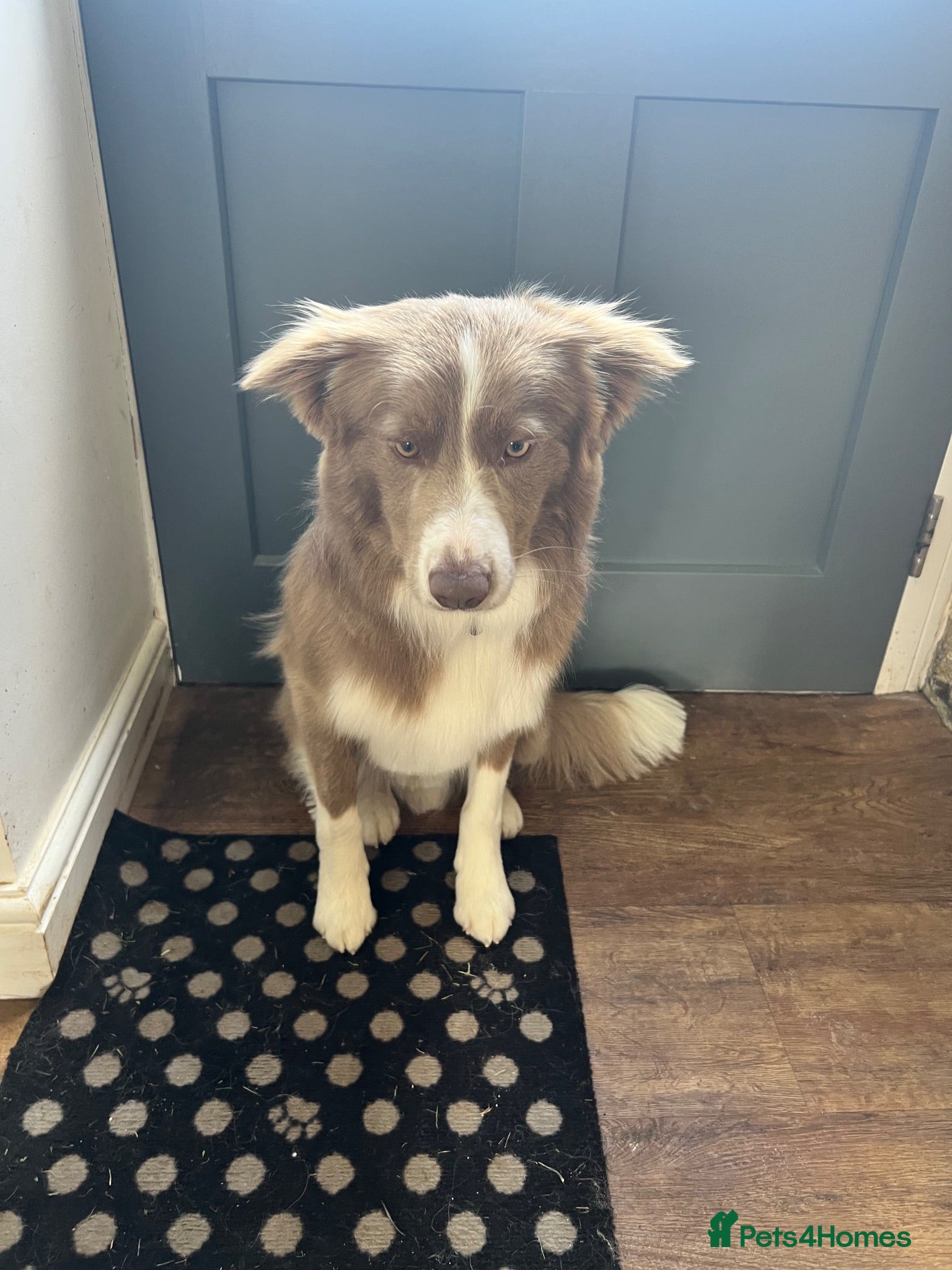 Border Collie dogs Lilac border collie for stud - Advert 2