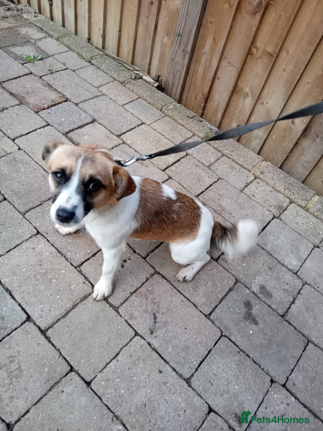 Jack Russell dogs for sale: jack russle  - Advert 2