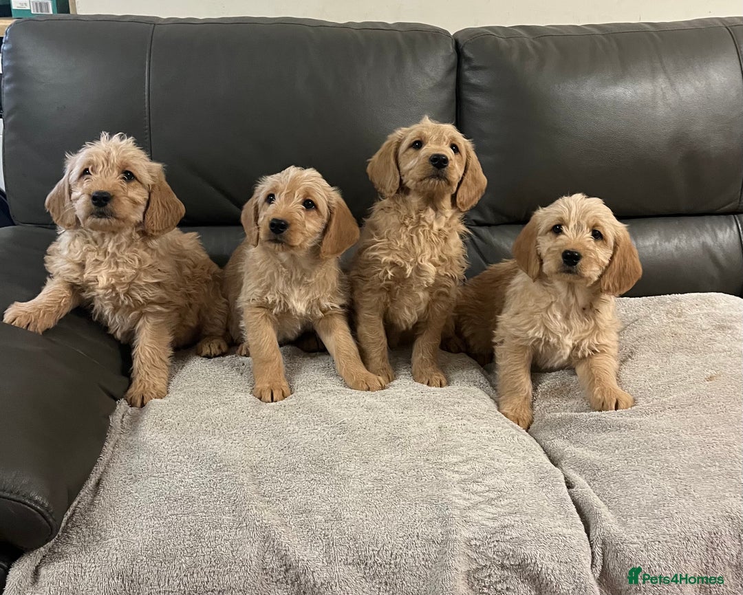 Labradoodle dogs for sale: Beautiful Golden and Black F1 Labradoodle Puppies - Advert 4