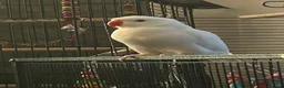 Ringnecks birds for sale: White Indian ringneck for sale in Cowdenbeath - Advert 3