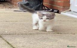 Maine Coon cats for sale: Maine coon kittens 3/4  - Image 3