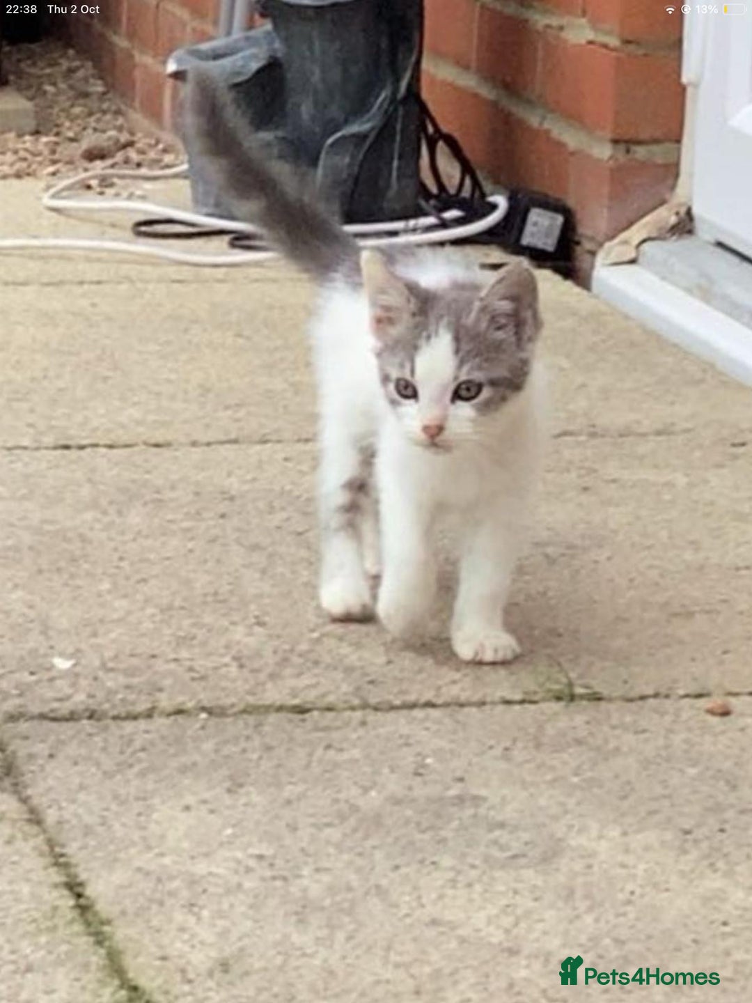 Maine Coon cats for sale: Maine coon kittens 3/4  - Image 3