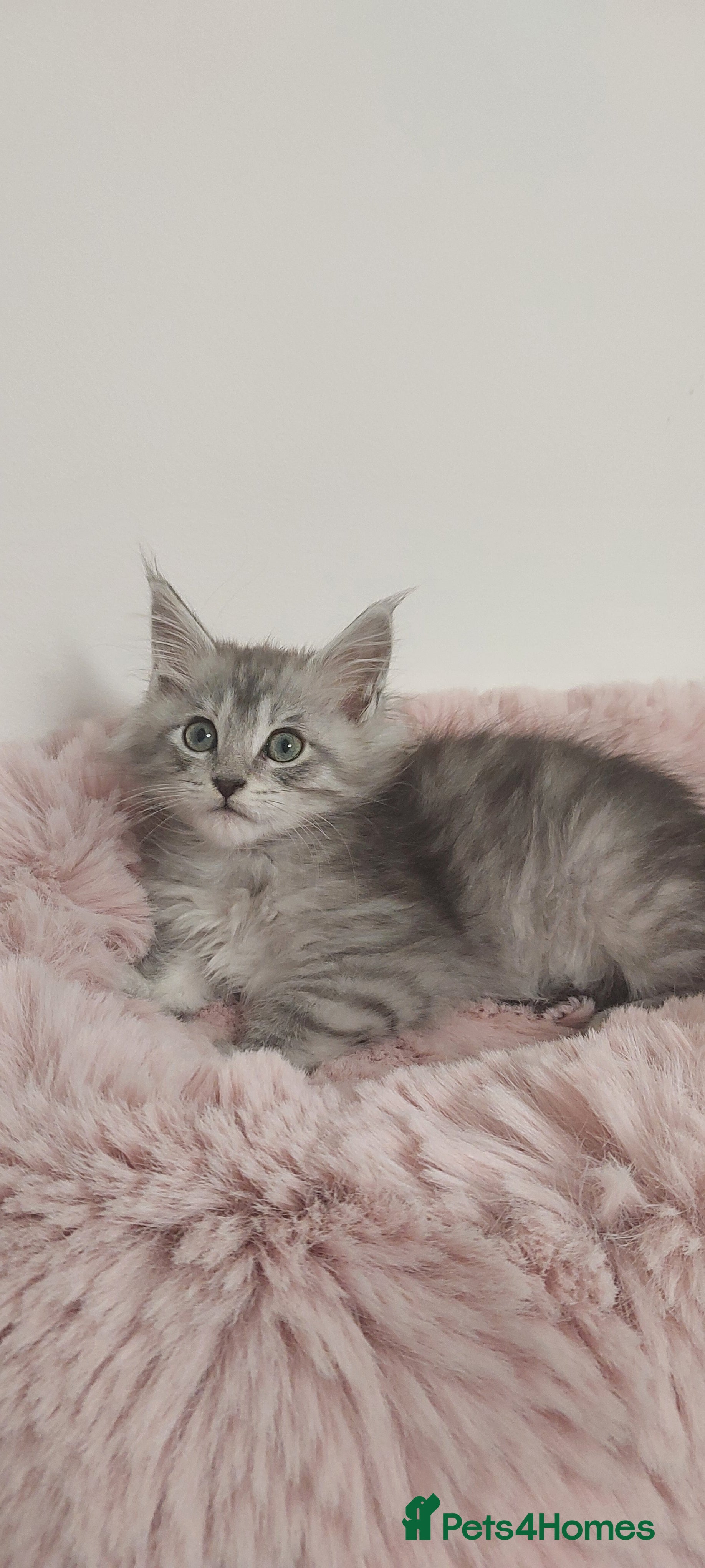 Maine Coon cats TICA REGISTERED DNA CLEAR MAINE Coons 🐈🐈🐈 - Advert 2