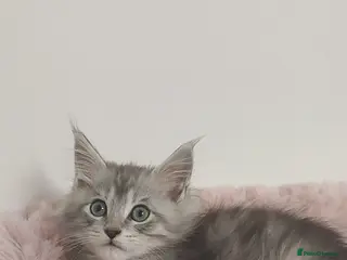 Maine Coon cats TICA REGISTERED DNA CLEAR MAINE Coons 🐈🐈🐈 - Advert 2