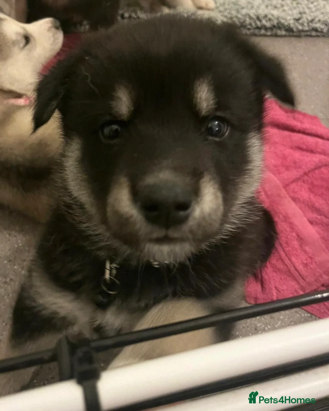 Shepsky dogs for sale: Northern innuit puppies - Advert 36