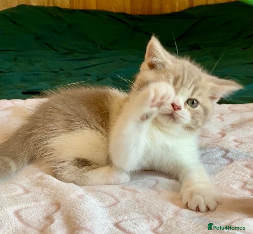 Scottish Fold cats 🧸1 OUTSTANDING TICA FAWN BICOLOUR GIRL LEFT 🧸 - Advert 1