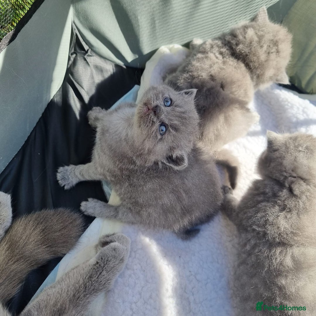 British Shorthair cats for sale: Beautiful British Short hair Blue kittens for sale - Image 12